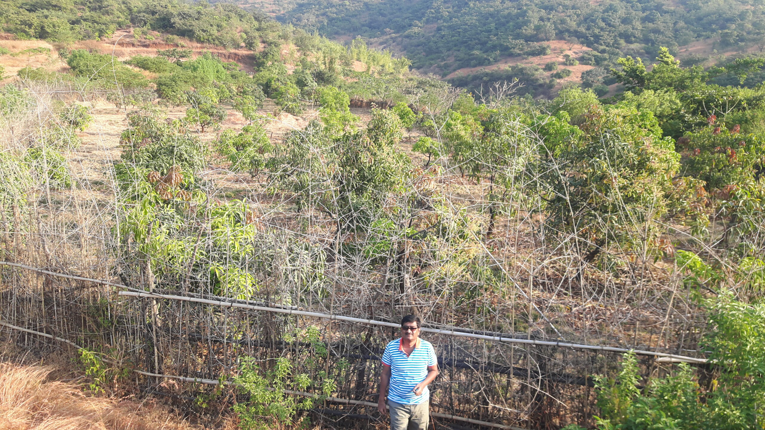 Native Planting