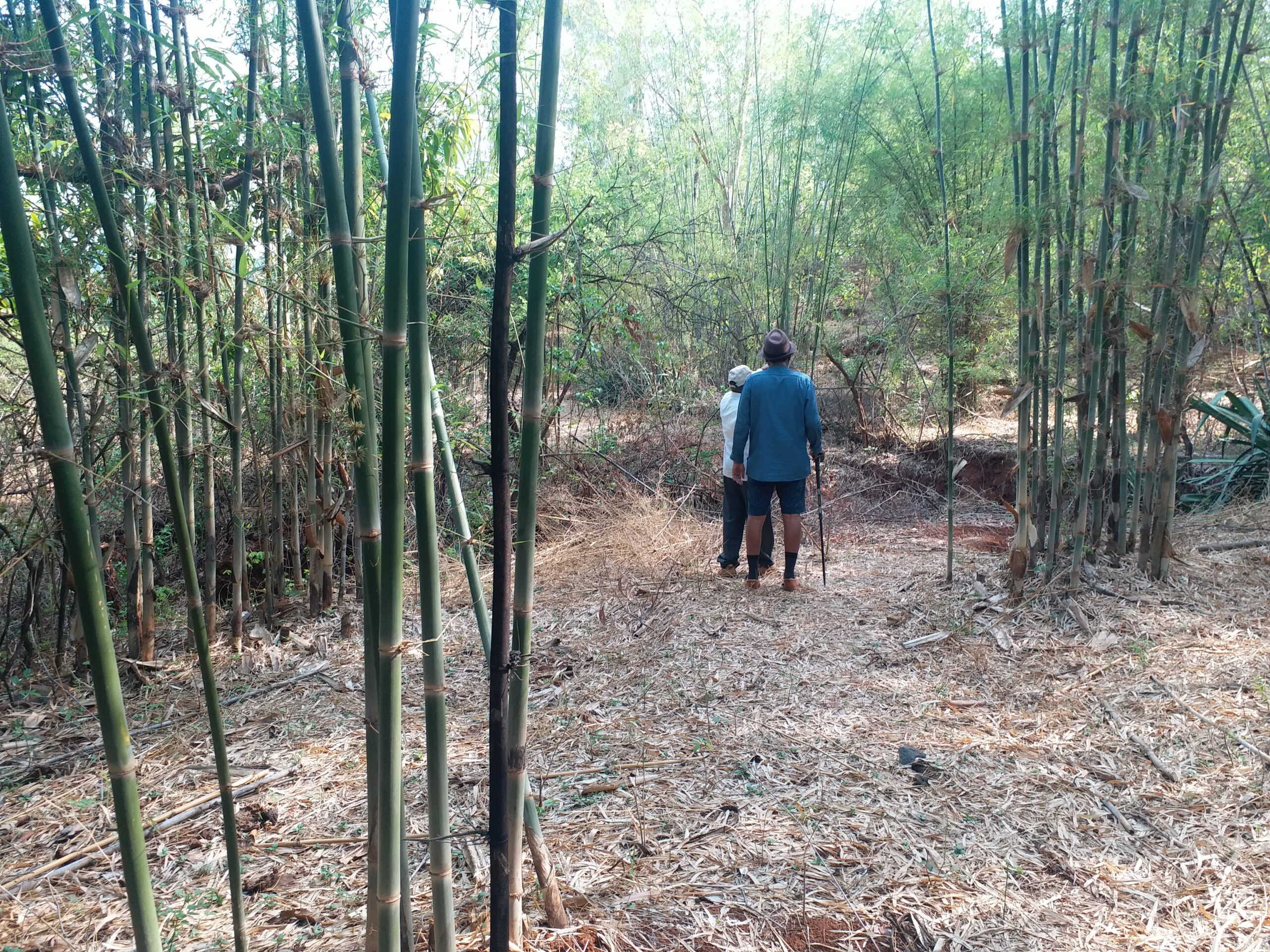 Bamboo Matures