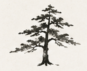 pine