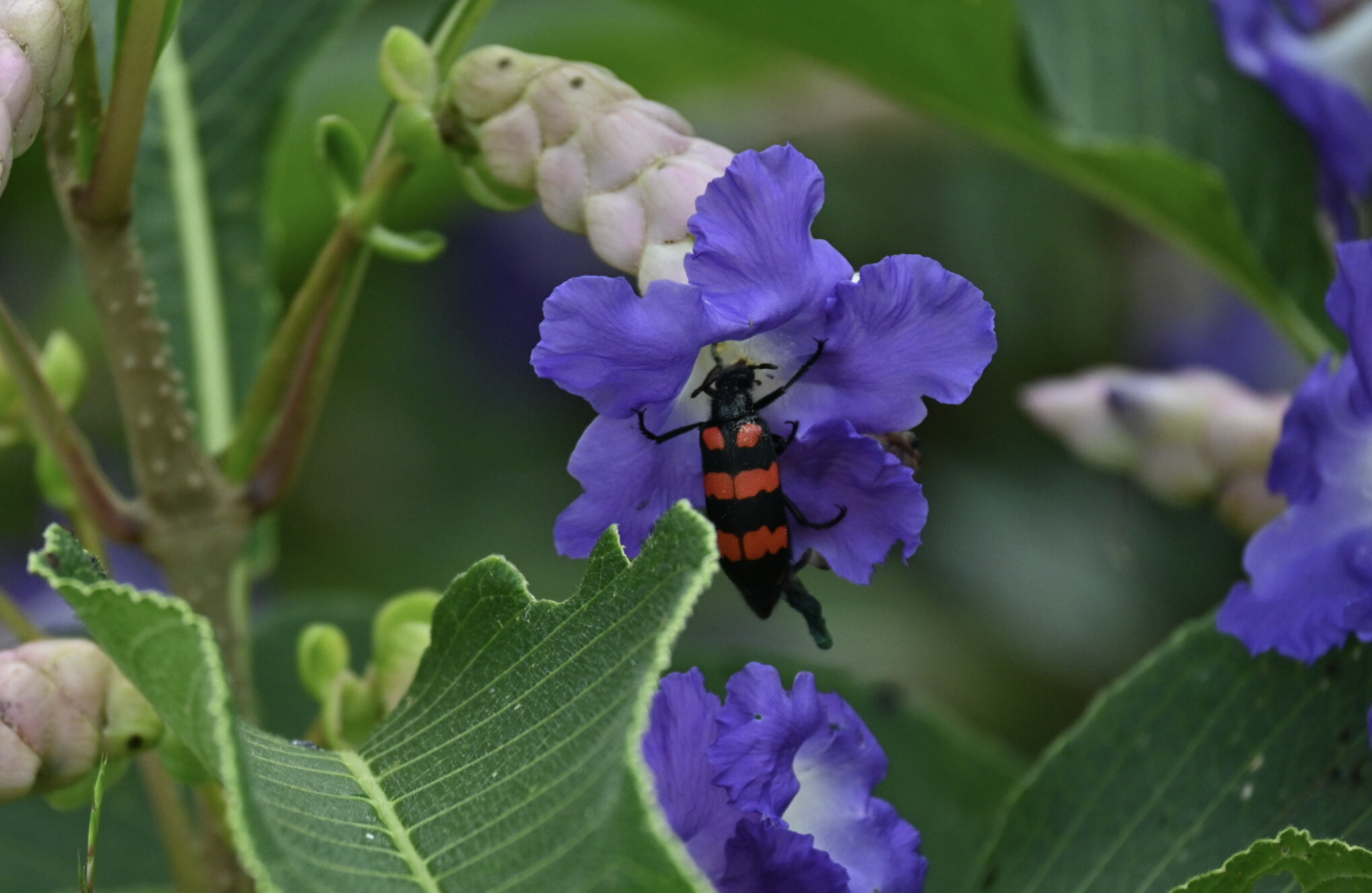 After the Rains